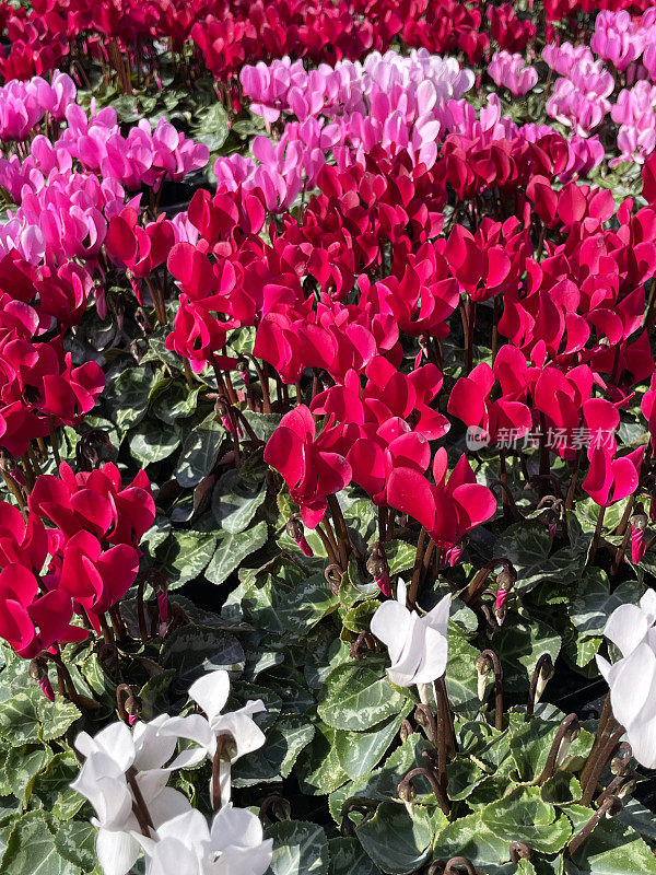 花园中心展示的全画幅图像，常青藤叶的仙客来(cyclamen hederifolium)，白色，粉白色和亮粉色杂色的花朵，绿色心形的叶子背景，高架视图，重点在前景